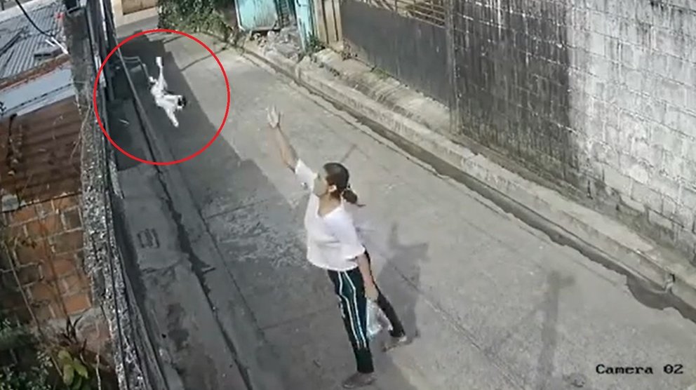 Mujer lanza a gato