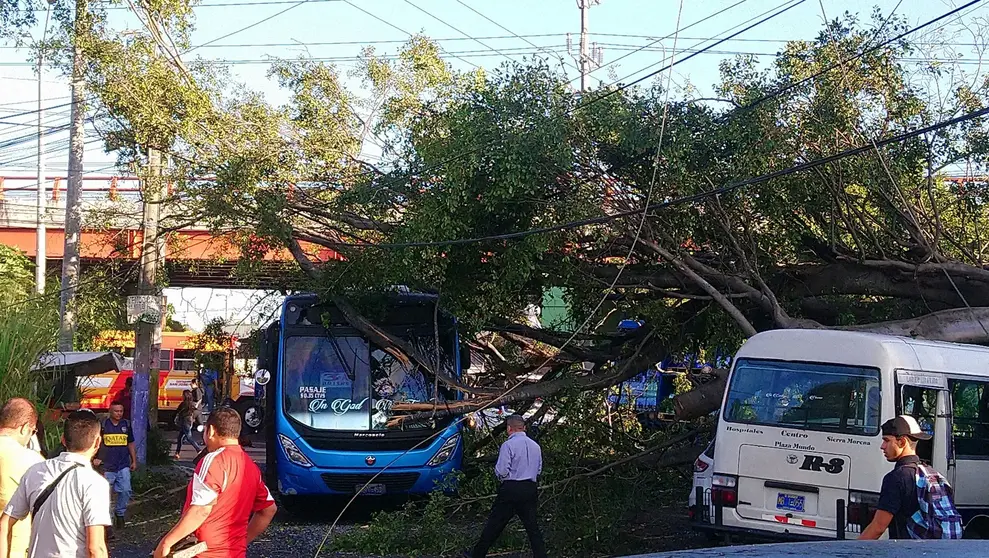 Arbol caído en Soya 