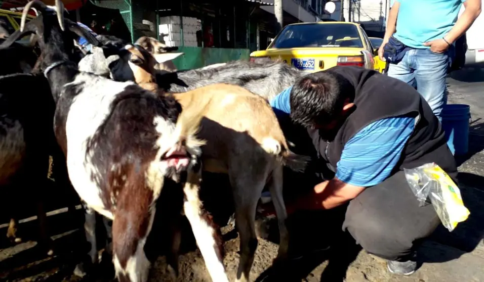 Leche de cabras del centro 2