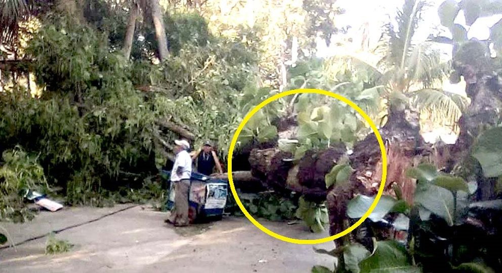 Dos menores lesionados al caer árbol en Amapulapa