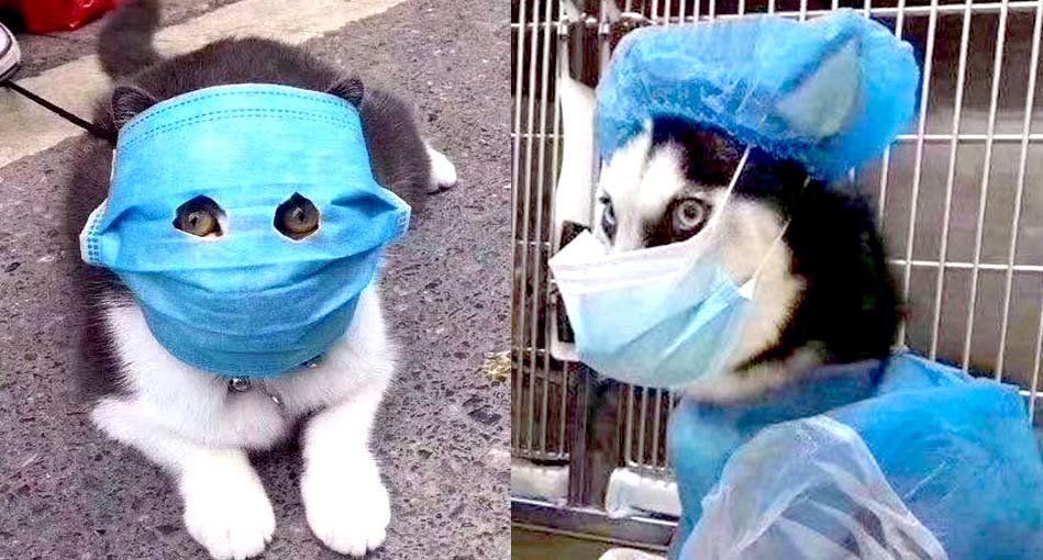 Mascotas en China usan mascarillas para evitar coronavirus 5