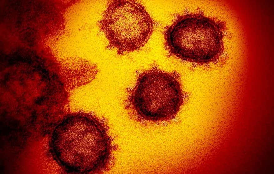 Coronavirus en heces