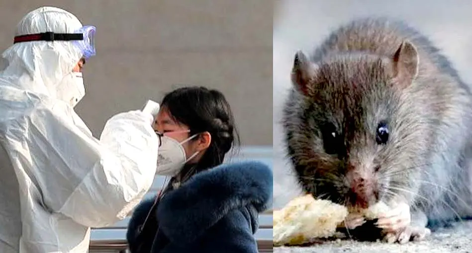 China hantavirus 2