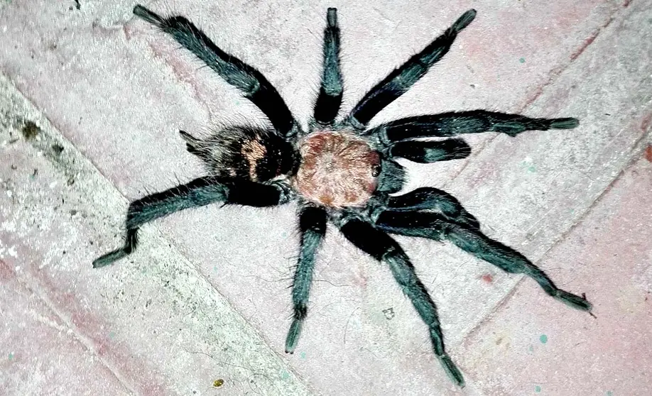 Tarantula 2