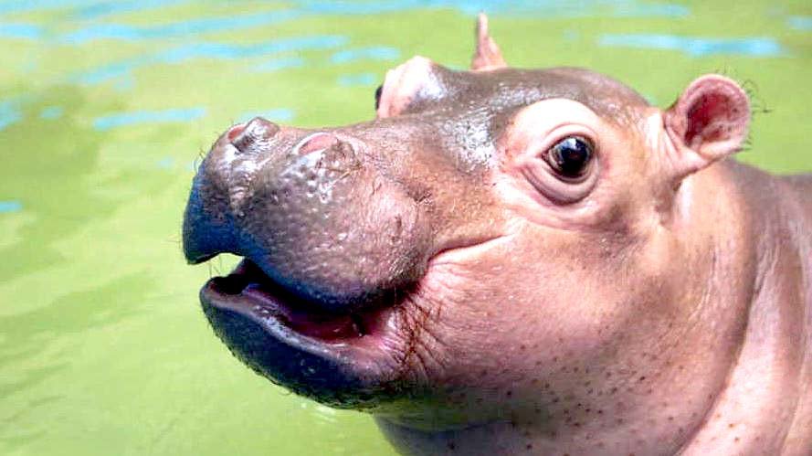 Kibo el hipopótamo de Furesa 1