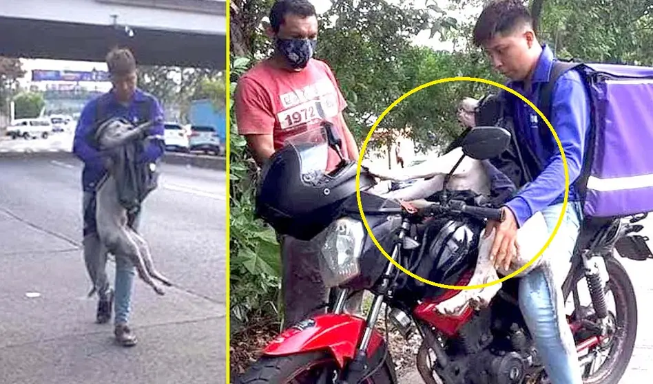 Motociclista ayuda a perro 5