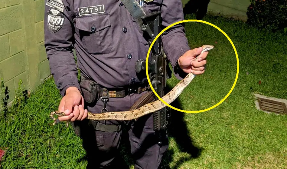 Culebra invaden casas de los vecinos