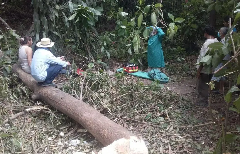 Hombre le cayó árbol