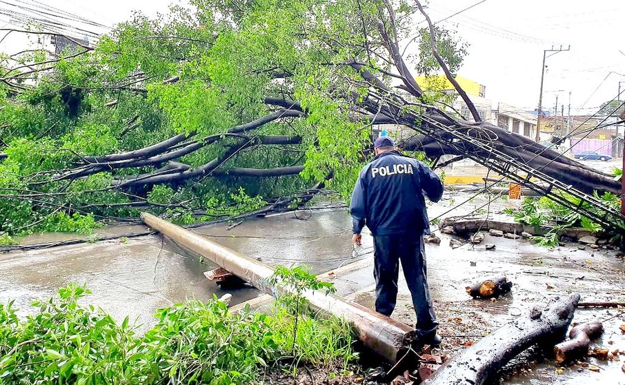 Caída de árbol en San Salvador 2