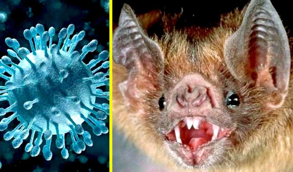 Coronavirus murciélago
