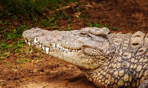 close-up-photography-of-brown-crocodile-792358