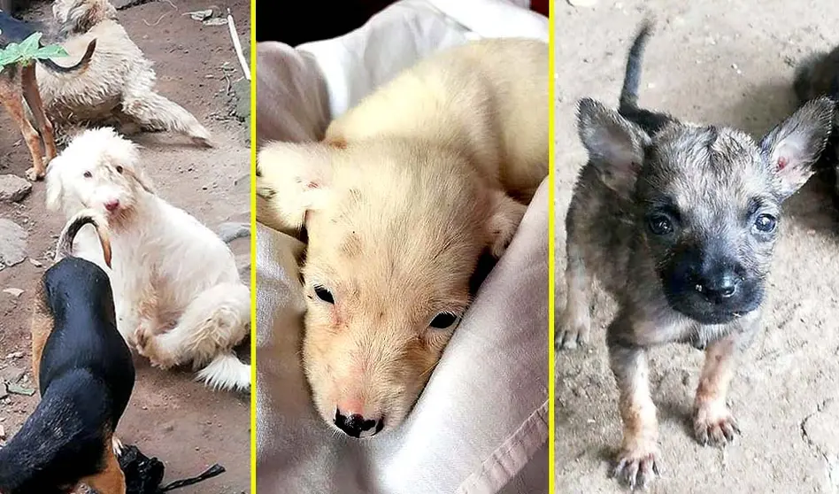 Piden ayuda para hombre con 16 perros Fotos tomadas de Peludos de Zacatecoluca 7