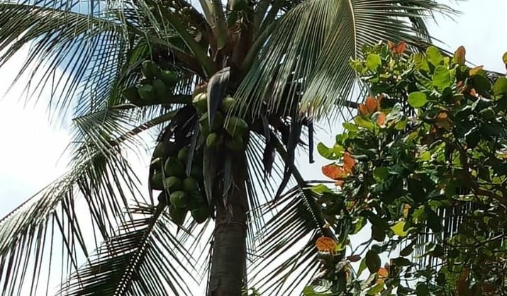 Árbol de cocos