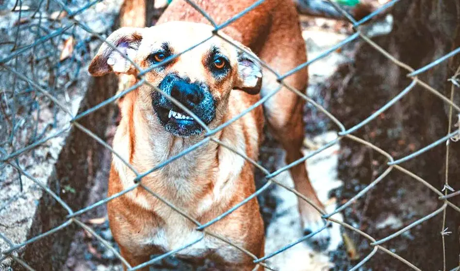 Foto perro bravo tomada de Pexels Lucas Pezeta