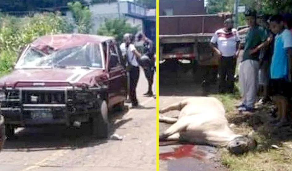 Caballo accidentado con pick up en Santa Ana foto tomada de la alcaldía de Santa Ana 2