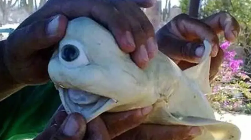 Tiburón blanco con un solo ojo