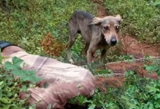 Perro custodia escena en un cantón en Morazán