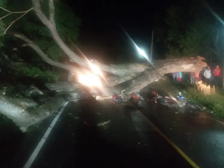 árbol que cayó sobre motociclista