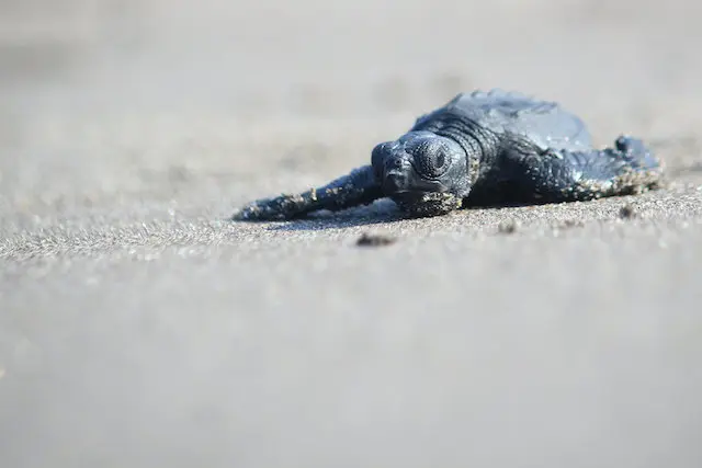 Davivienda_TortuguerosSanDiego_226