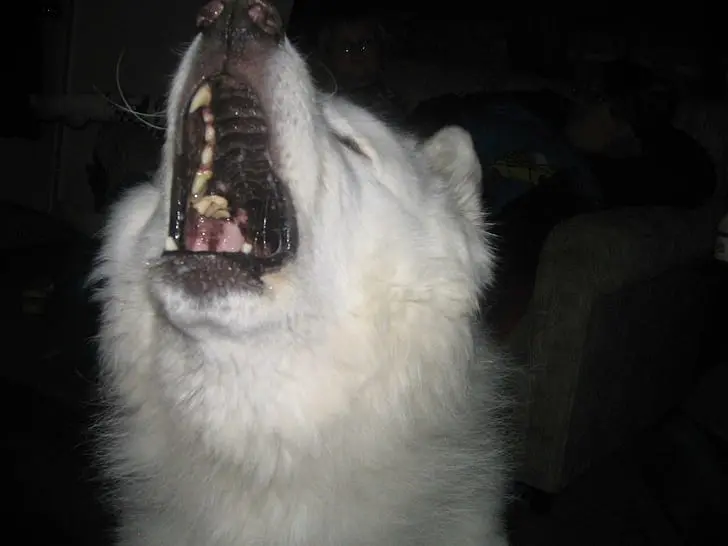 samoyedo bravo