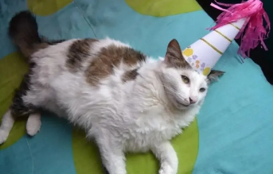 Gato cumpleañero