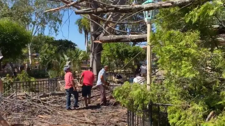 Mujer sobrevive a caída de árbol