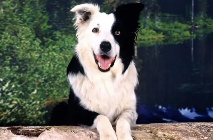 Un Collie