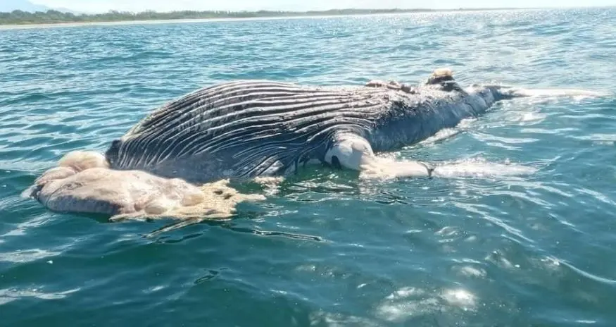 Ballena muerta en la Barra