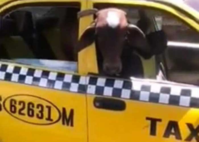 Vaca en taxi