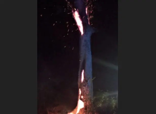 Árbol incendiado