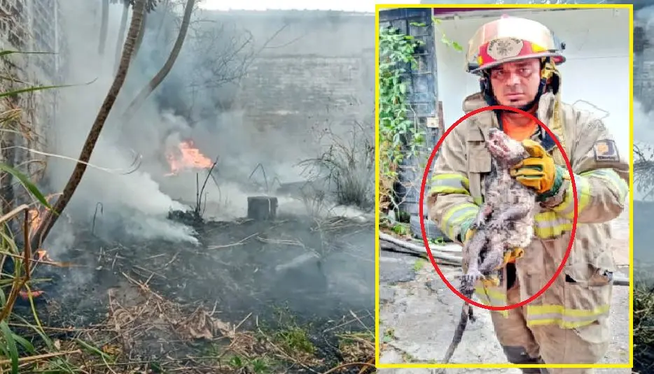 Rescatan a Tacuazín