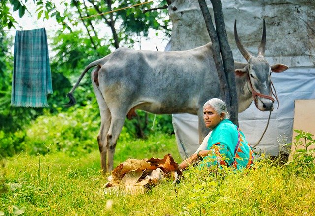 Vaca en la India