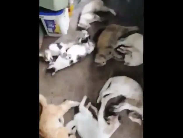 Matanza de gatos