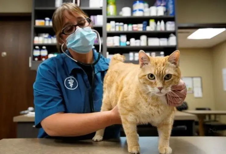 Aplicación de gatos felices