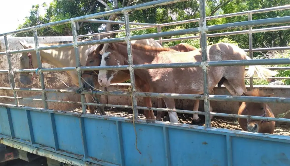 Intendando ingresar caballos