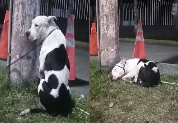 Pitbull en La Gran Vía