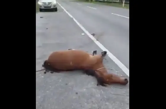 Caballo herido