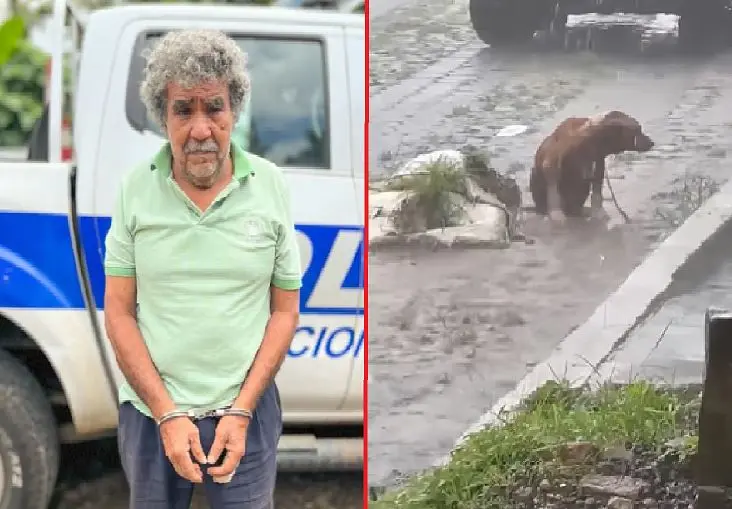 Perro bajo la lluvia