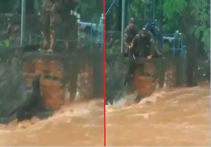 Militares rescatan a un perro