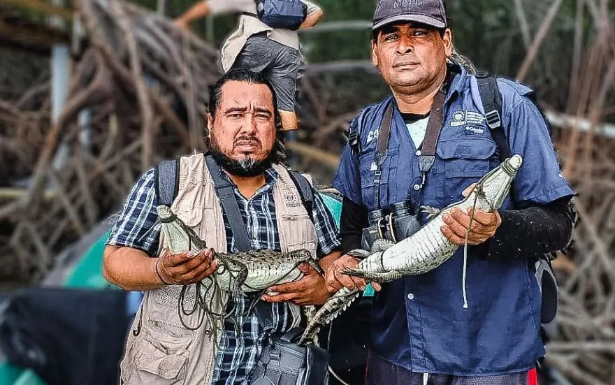 Rescatan a dos cocodrilos