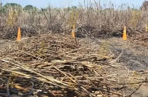 Calcinado en cañales