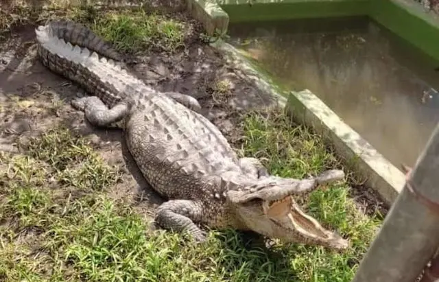 Juancho, mascota del INTI