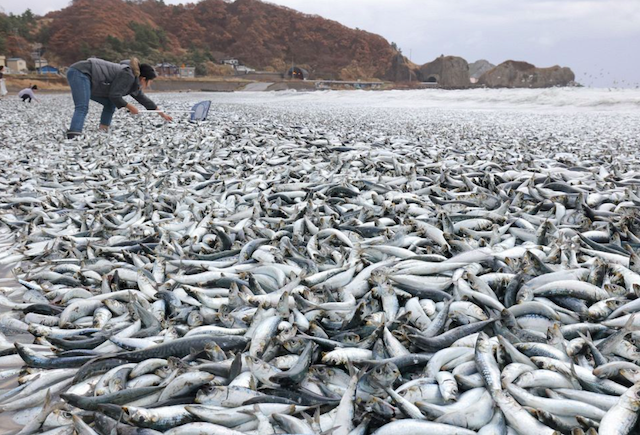 Peces muertos Japón 07-12-2023