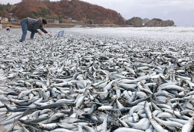 Peces muertos Japón 07-12-2023