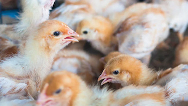 Gripe aviar pollos