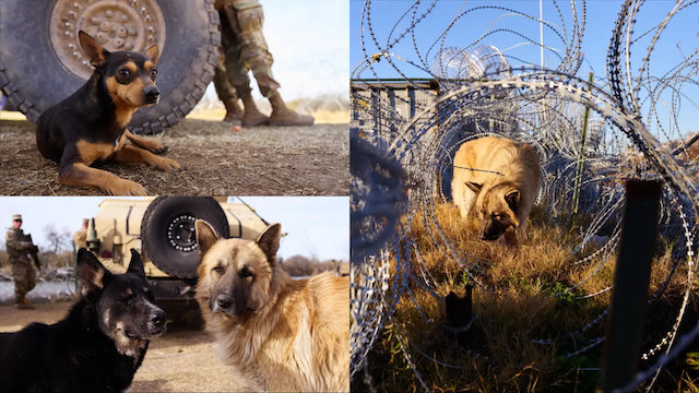 Perros abandonados en frontera México Estados Unidos copia