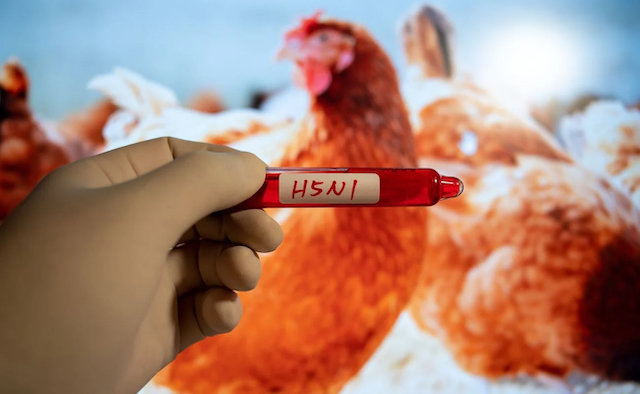 gripe-aviar-confirman-mas-casos-en-humanos-este-es-el-riesgo-de-la-enfermedad copia