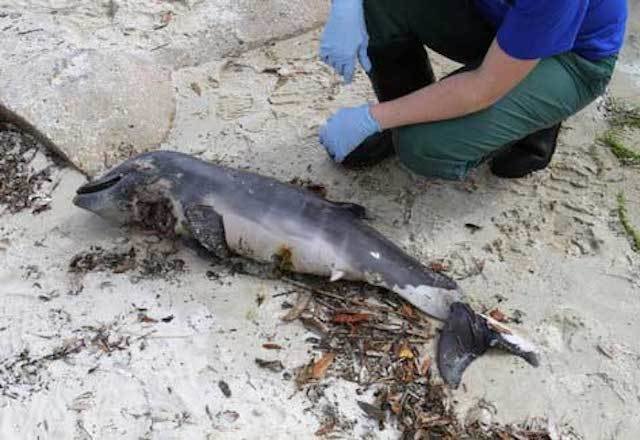 delfin-bebe-muerto