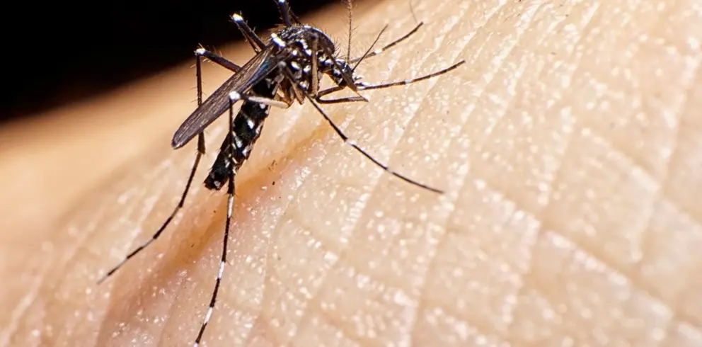zancudo dengue