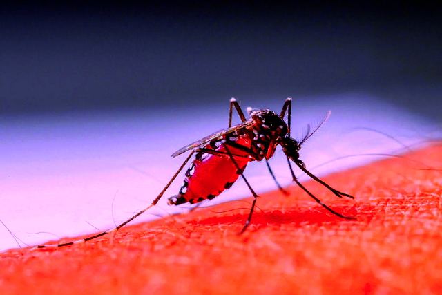 zancudo dengue
